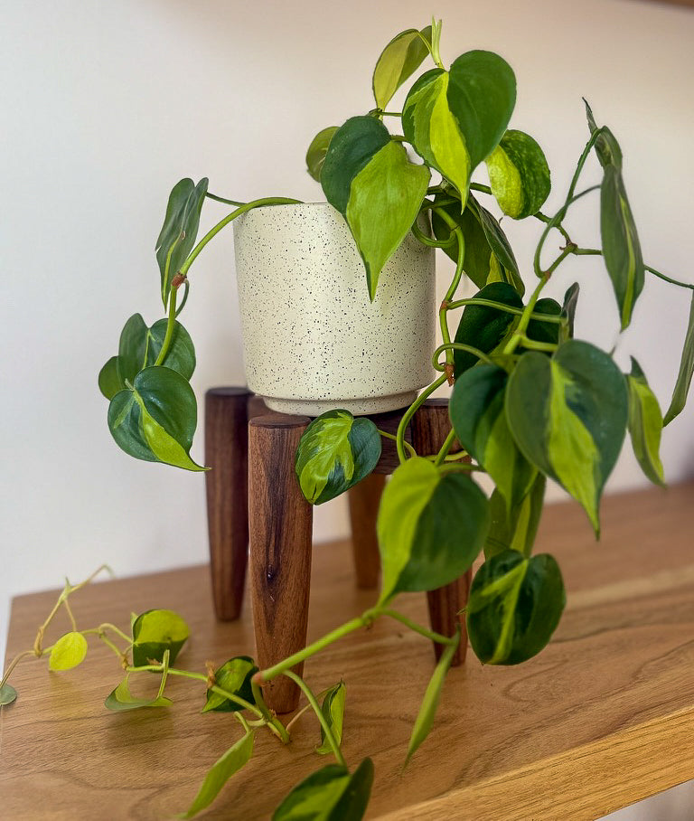 Cross-Leg Plant Stand