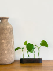 Handmade Wood Propagation Station | Modern Plant Cutting Vase