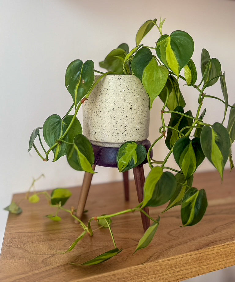 Pedestal Plant Stand